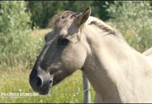 Réserve naturelle - Courteranges