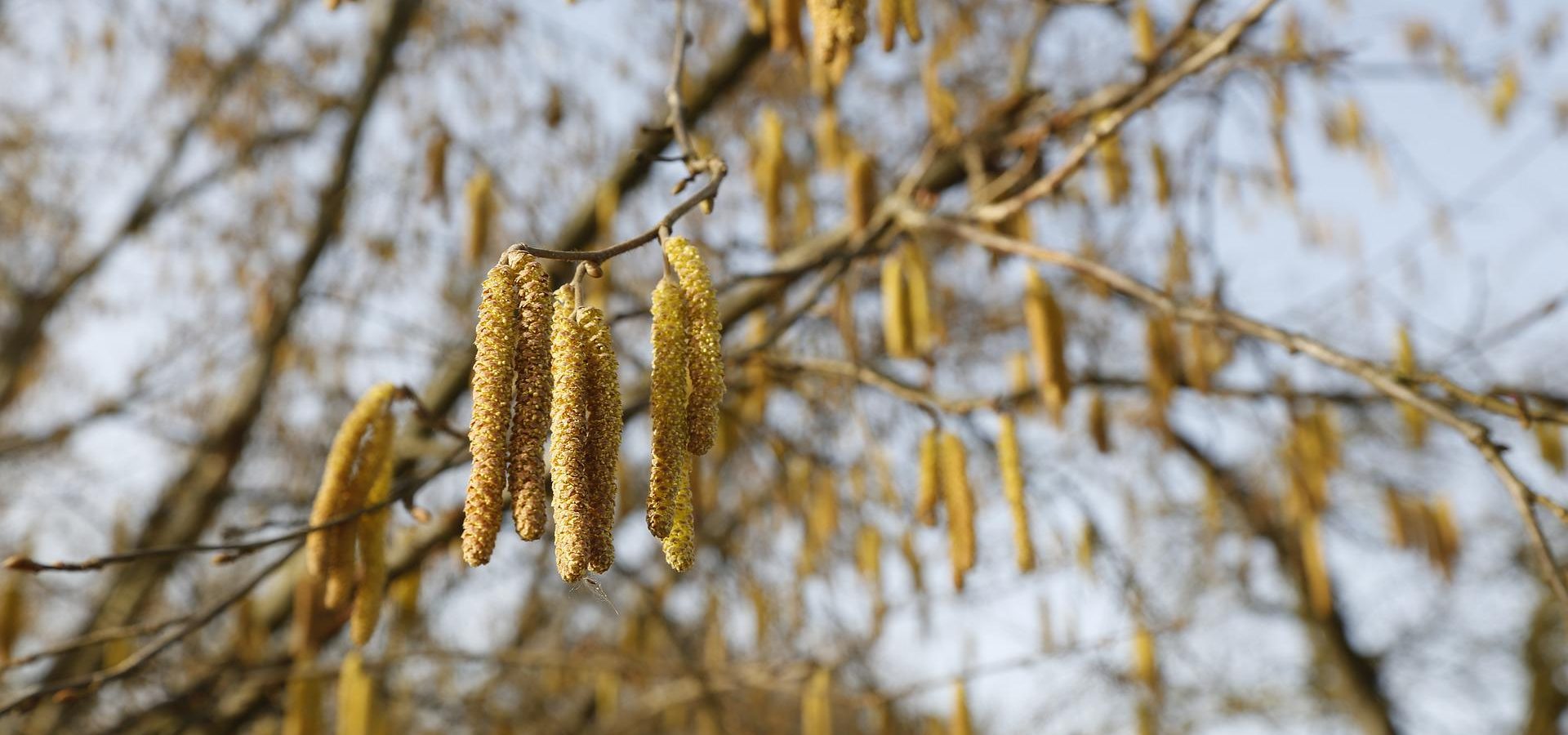 La fantastique épopée de la noisette et de son ennemi intime, le balanin