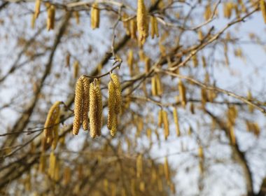 La fantastique épopée de la noisette et de son ennemi intime, le balanin