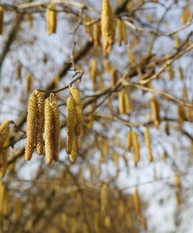La fantastique épopée de la noisette et de son ennemi intime, le balanin