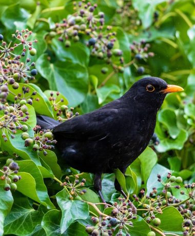 Le lierre grimpant et le merle noir