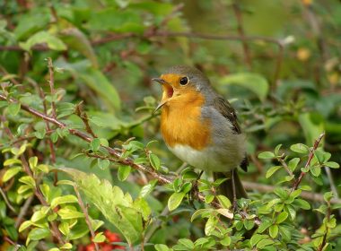 Un féministe bien avant l’heure : le rouge-gorge