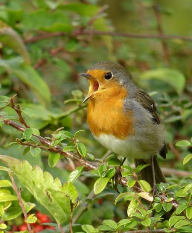 Un féministe bien avant l’heure : le rouge-gorge