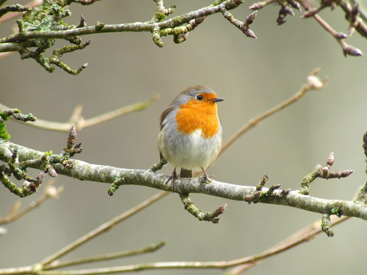 Le rouge-gorge est-il un oiseau migrateur ? - Notre Nature