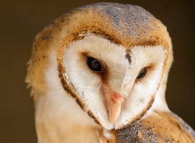 L’élégante Dame Blanche au cœur de plumes