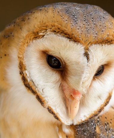 L’élégante Dame Blanche au cœur de plumes