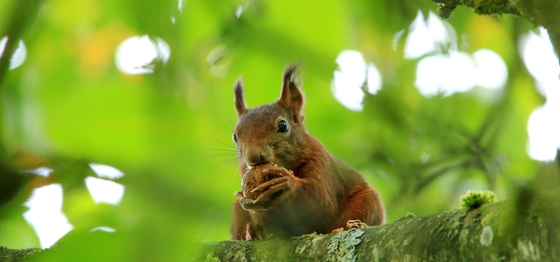 Un fruit royal pour braver l’hiver