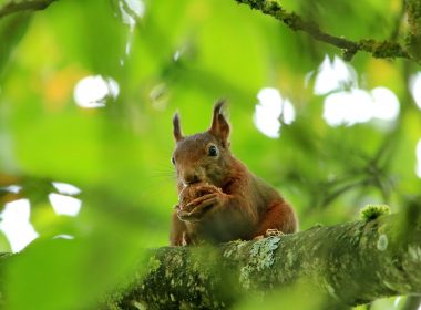 Un fruit royal pour braver l’hiver