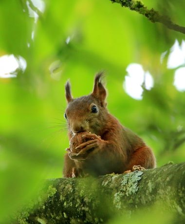 Un fruit royal pour braver l’hiver