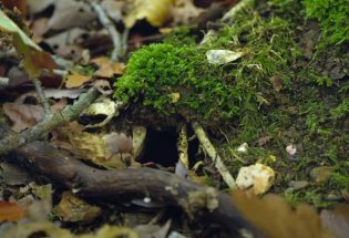  Forêts - Partie 1 - Paysage et biodiversité - Forêt d Othe
