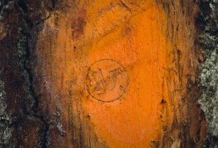  Forêts - Partie 2 - Gestion et exploitation - Forêt de Jeugny