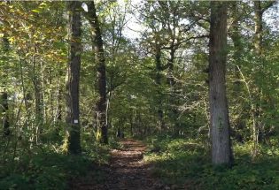  Forêts - Partie 3 - Préservation et usages - Forêt d'Othe et de Chaource
