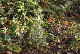  Forêts - Partie 4 - La forêt de demain - Forêt d'Othe