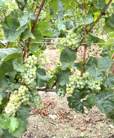 Le Secret des Bulles – Visite avec dégustation