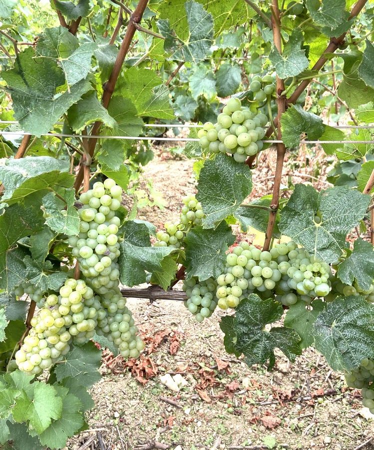 Le Secret des Bulles – Visite avec dégustation