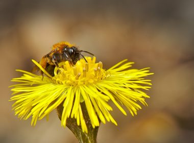 Le fils avant le père, alias le sauvage tussilage