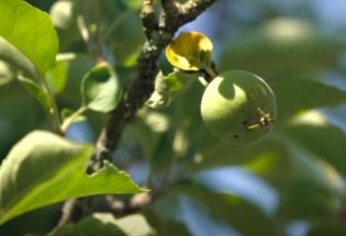 Les vergers - Sainte-Savine et Courteranges 