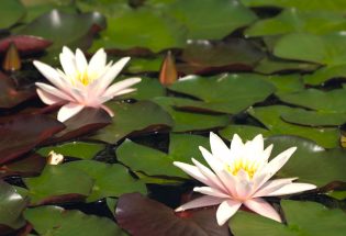 Squares et jardins - Saint-André-les-Vergers