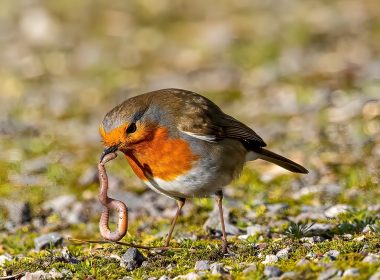 Le ver de terre, un précieux auxiliaire agraire