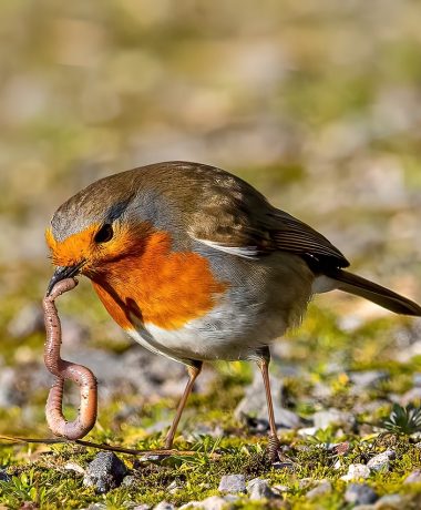 Le ver de terre, un précieux auxiliaire agraire