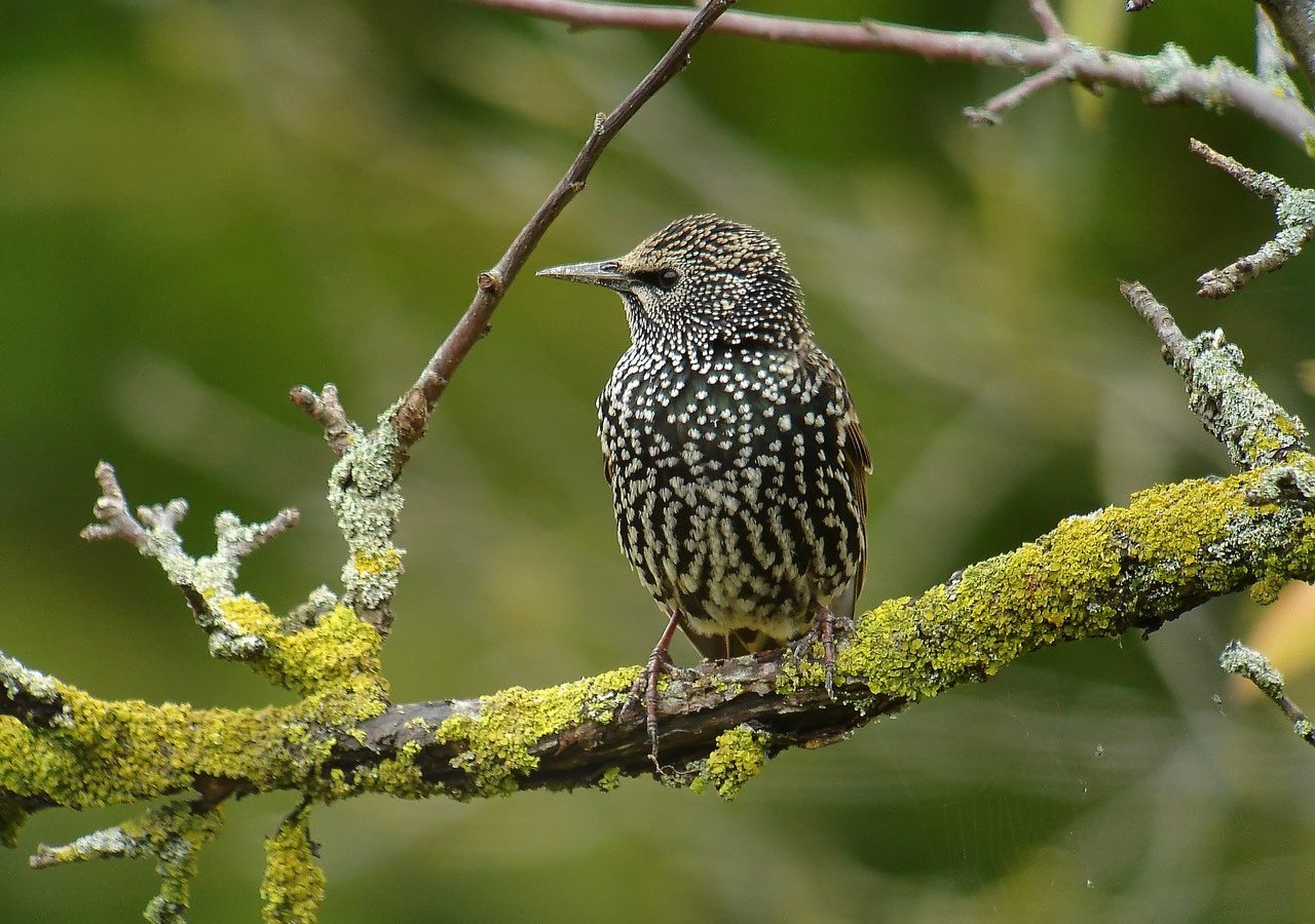 Célébration de l’étourneau sansonnet