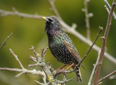 Célébration de l’étourneau sansonnet