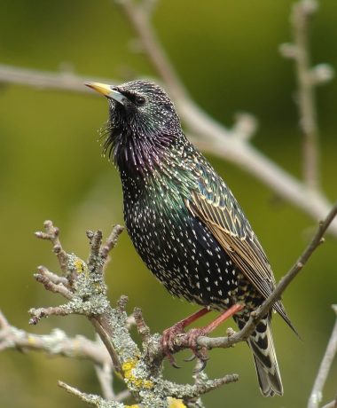 Célébration de l’étourneau sansonnet