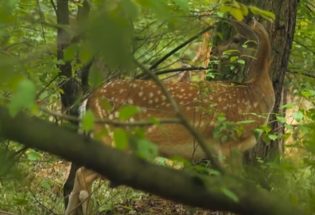 Forêt de la Cordelière - La Chapelle Saint-Luc