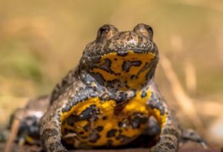 Forêt d'Orient - Biodiversité - Partie 2