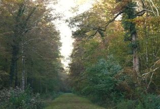 Forêt d'Orient - Adaptation au changement climatique - Partie 3