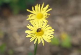 Parcs en milieu urbain - Troyes 