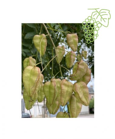 Les arbres remarquables de la tête du bouchon