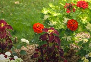 Du square d'Urmitz aux jardins en pied d'immeuble - Les Noës-près-Troyes 