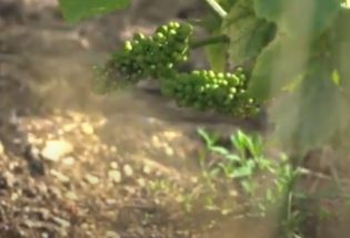 Vignoble de Champagne - Montgueux