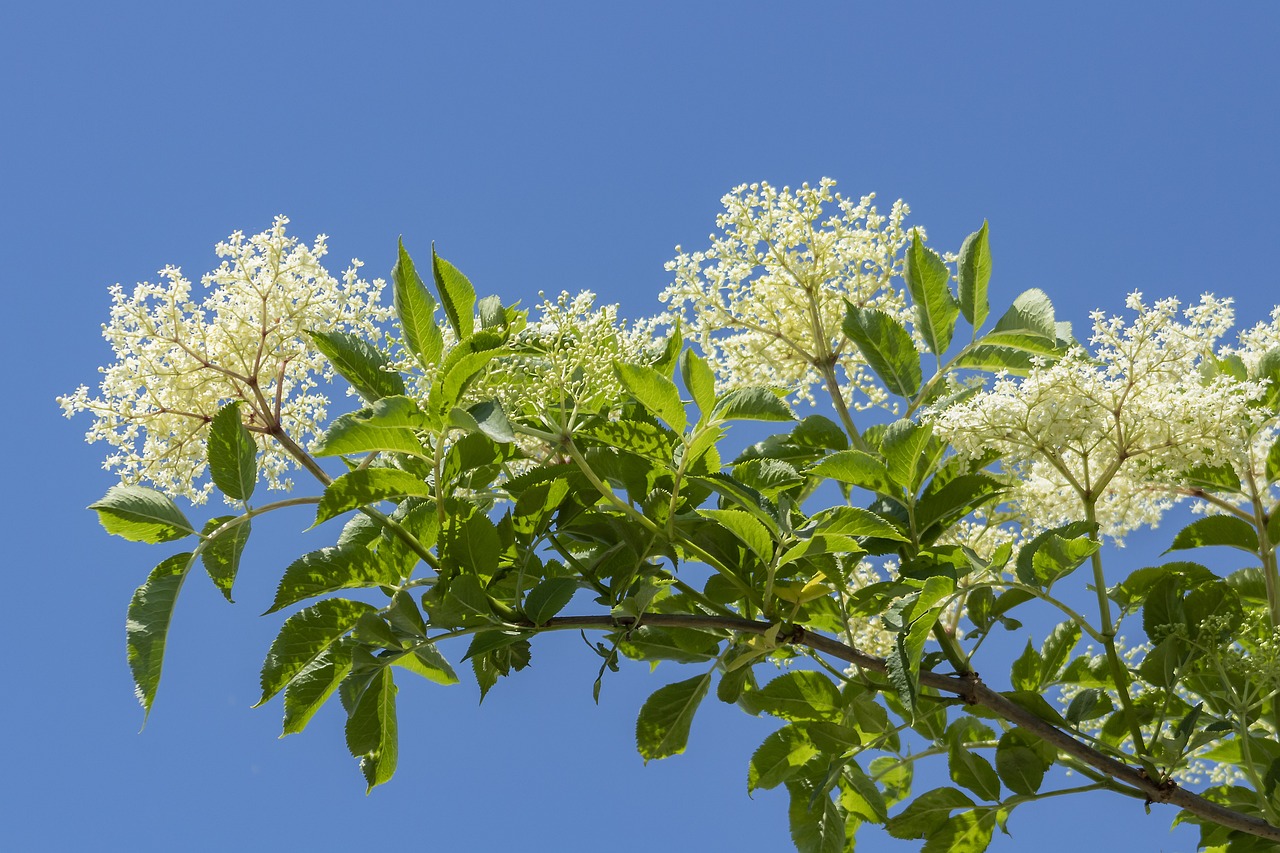 Un vieil ami au cœur tendre
