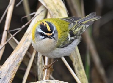 Le ravissement du roitelet