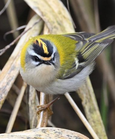 Le ravissement du roitelet