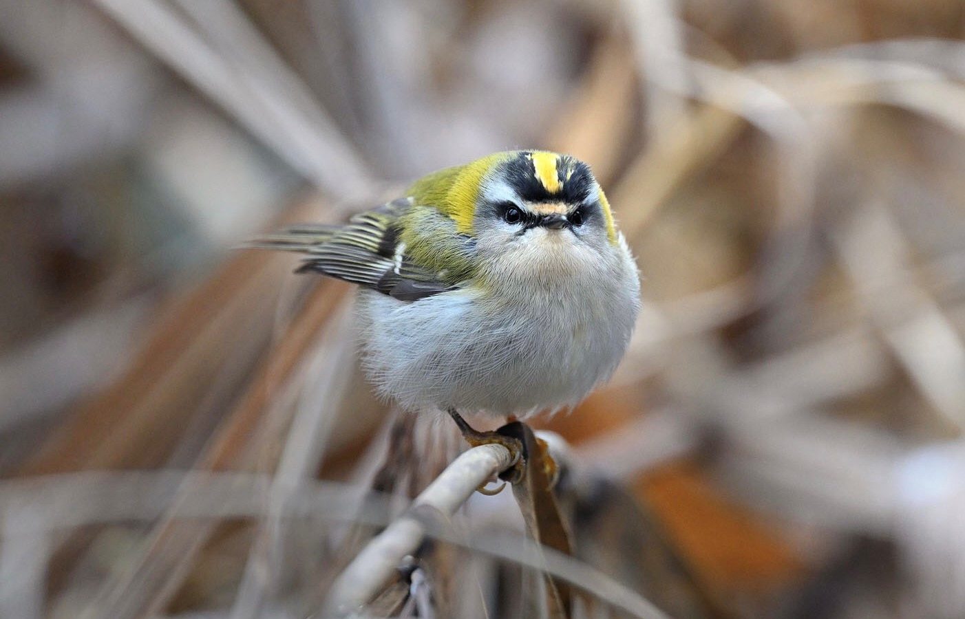 Le ravissement du roitelet