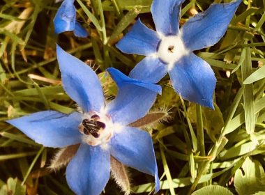 Dans les bras d’une bourrache