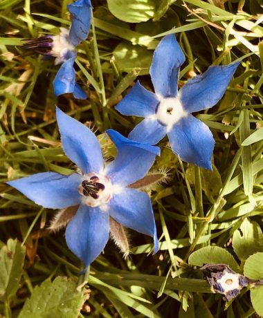 Dans les bras d’une bourrache