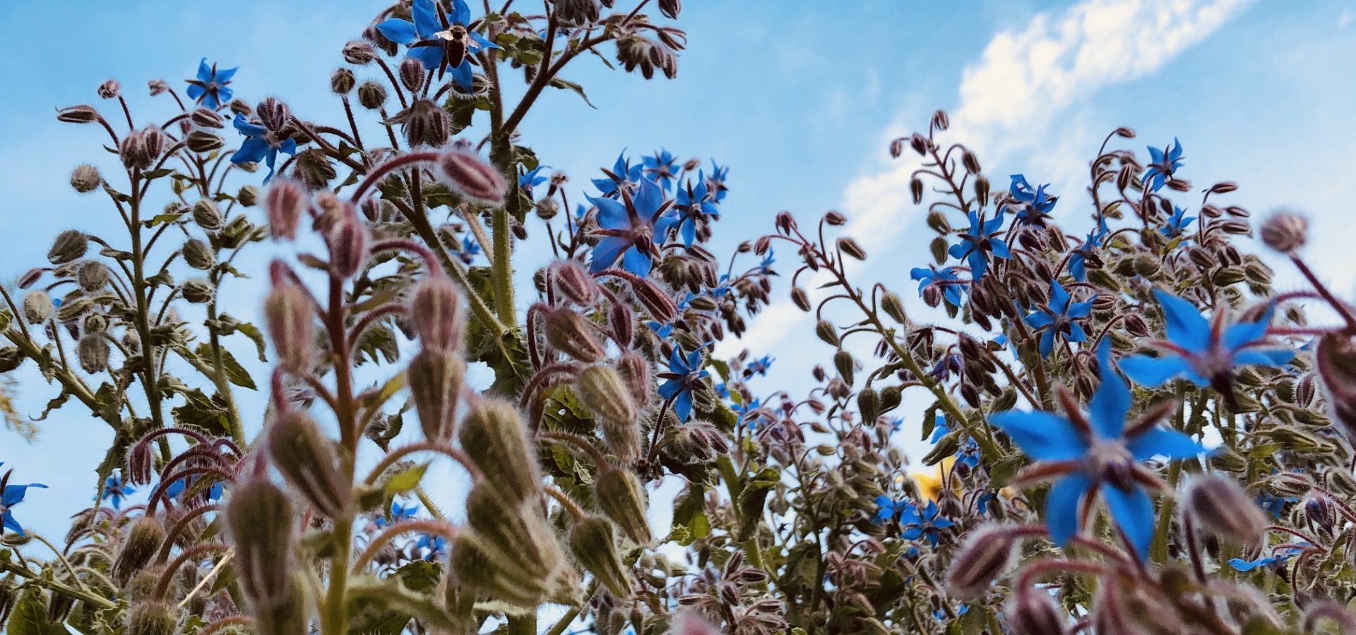 Dans les bras d’une bourrache