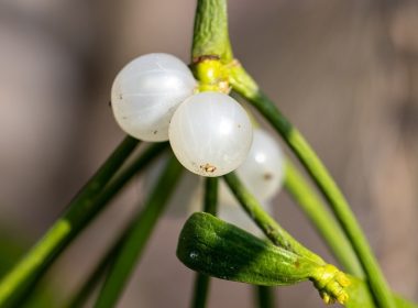 Sous la protection du gui blanc