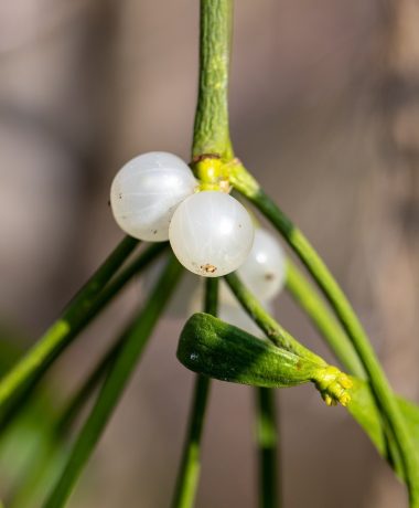 Sous la protection du gui blanc
