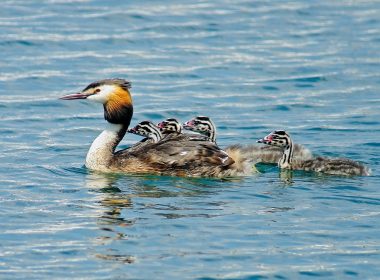 Danse avec les grèbes
