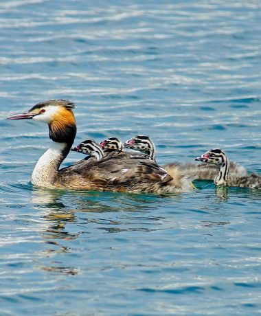 Danse avec les grèbes