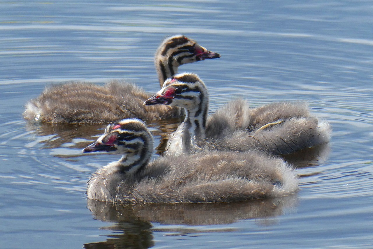Danse avec les grèbes