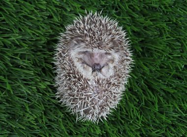 L’héroïque constance du hérisson