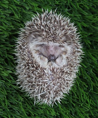 L’héroïque constance du hérisson