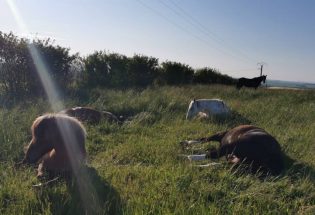 Clara Gouin - Troyes La Champagne Tourisme