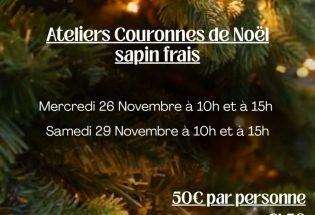 © Natacha M. - Echinops